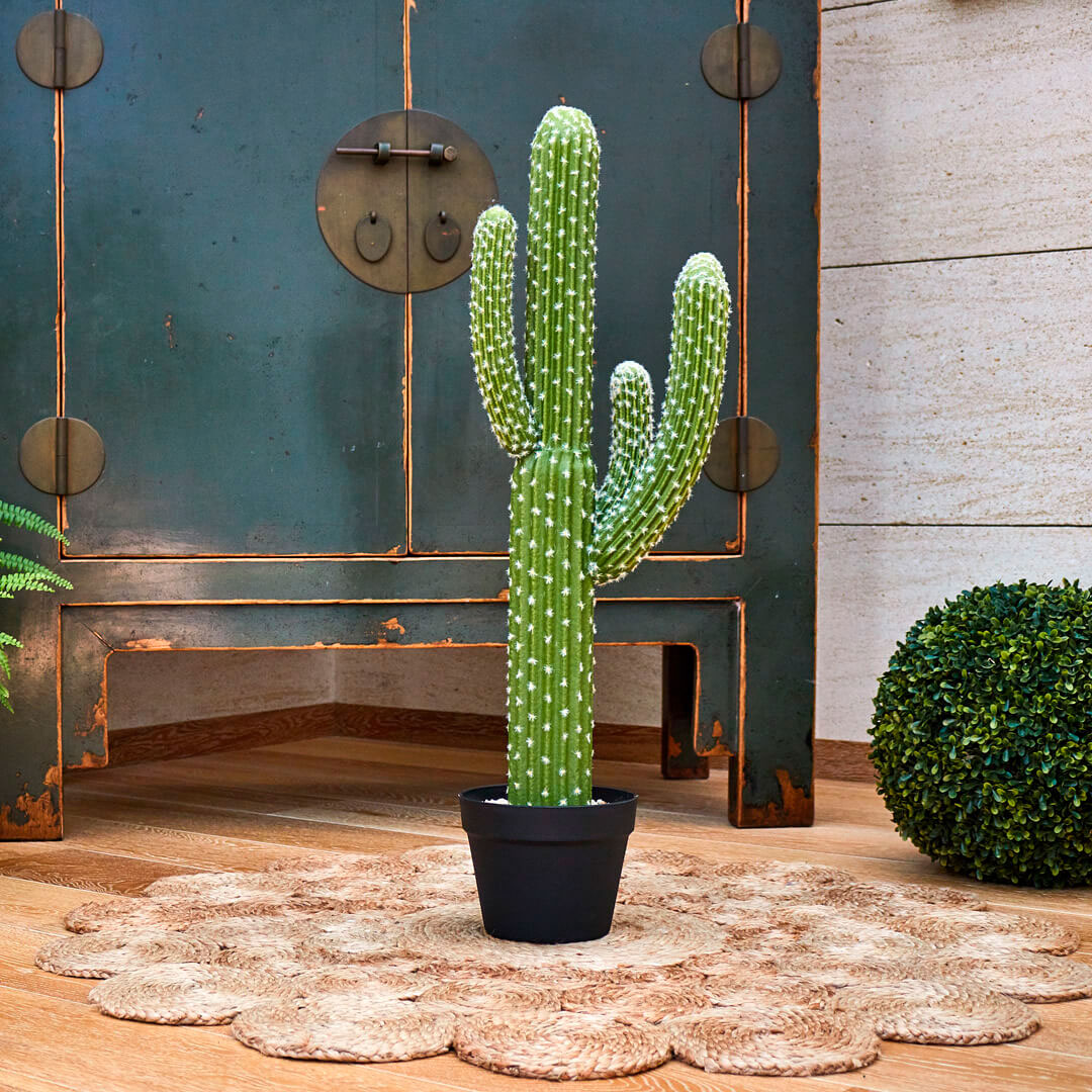 CACTUS PLANT
