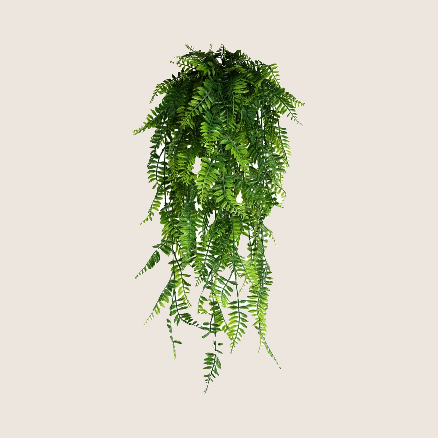 HANGING PLANTS