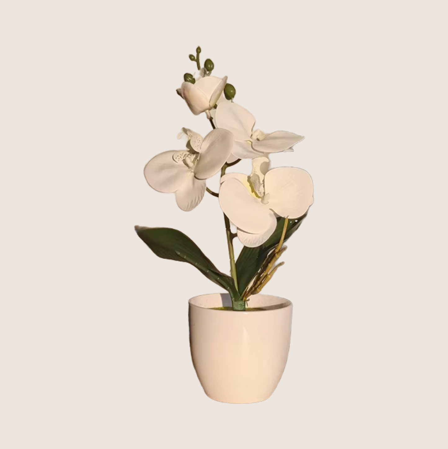 PHALAENOPSIS PLANT