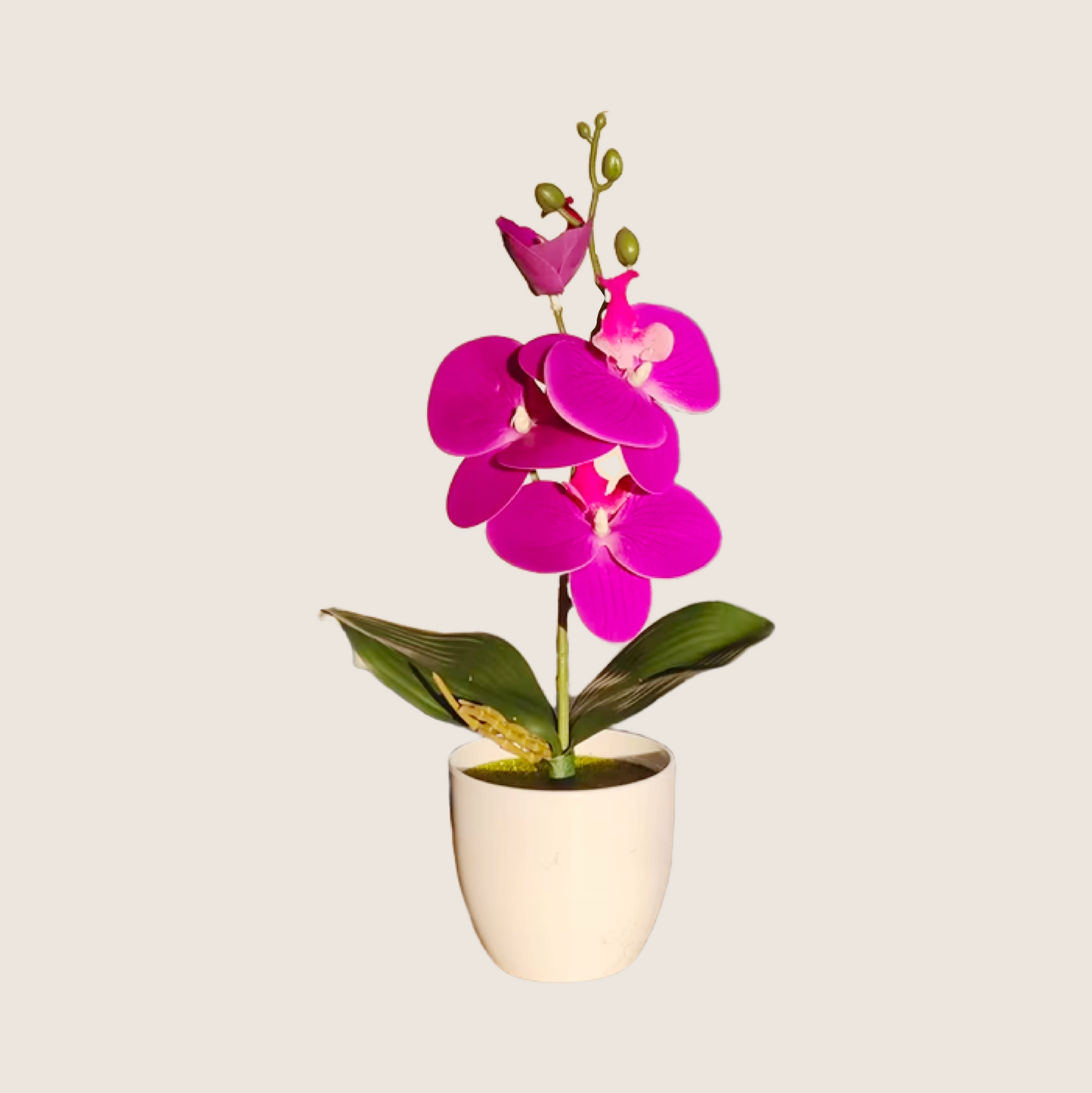 PHALAENOPSIS PLANT
