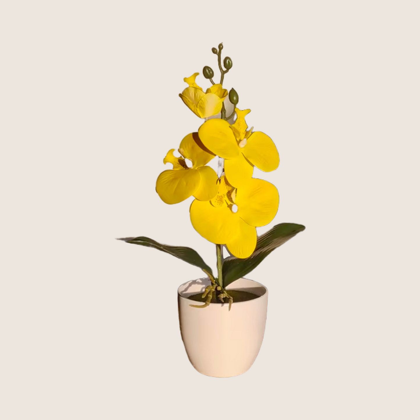 PHALAENOPSIS PLANT