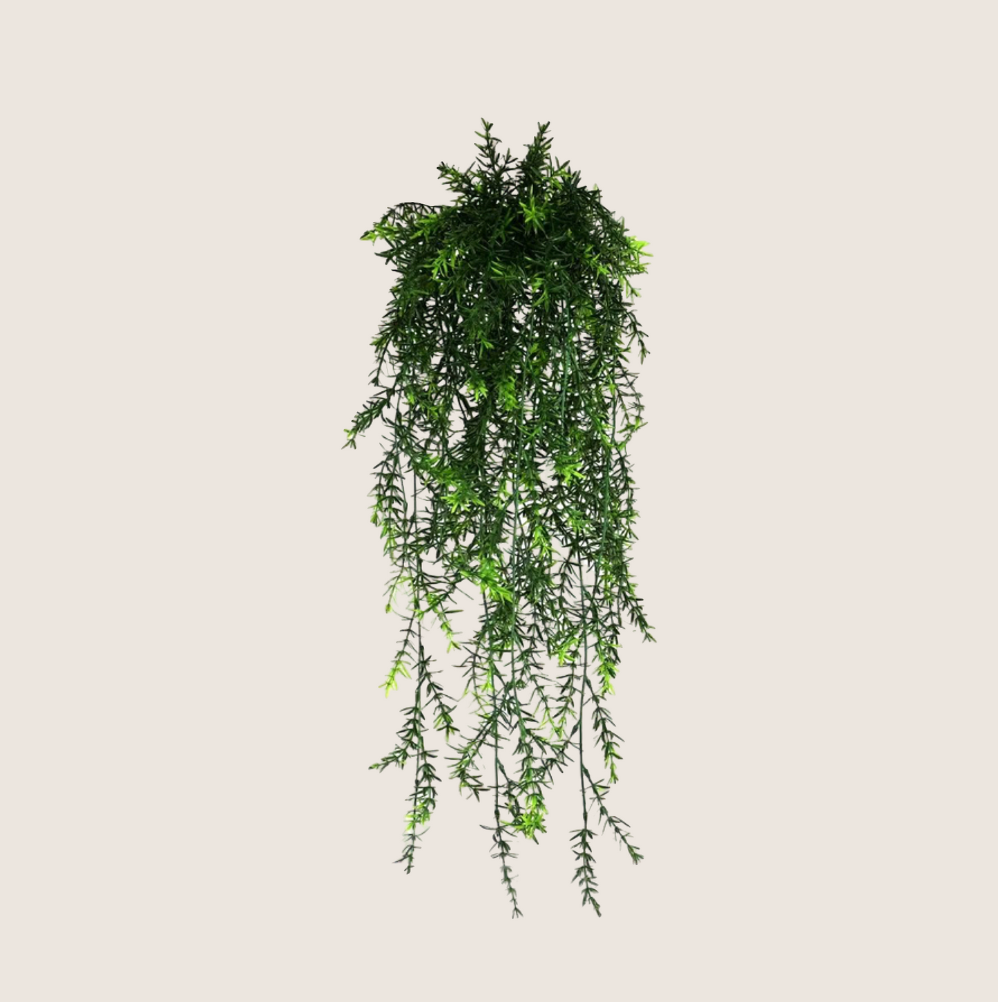 HANGING PLANTS