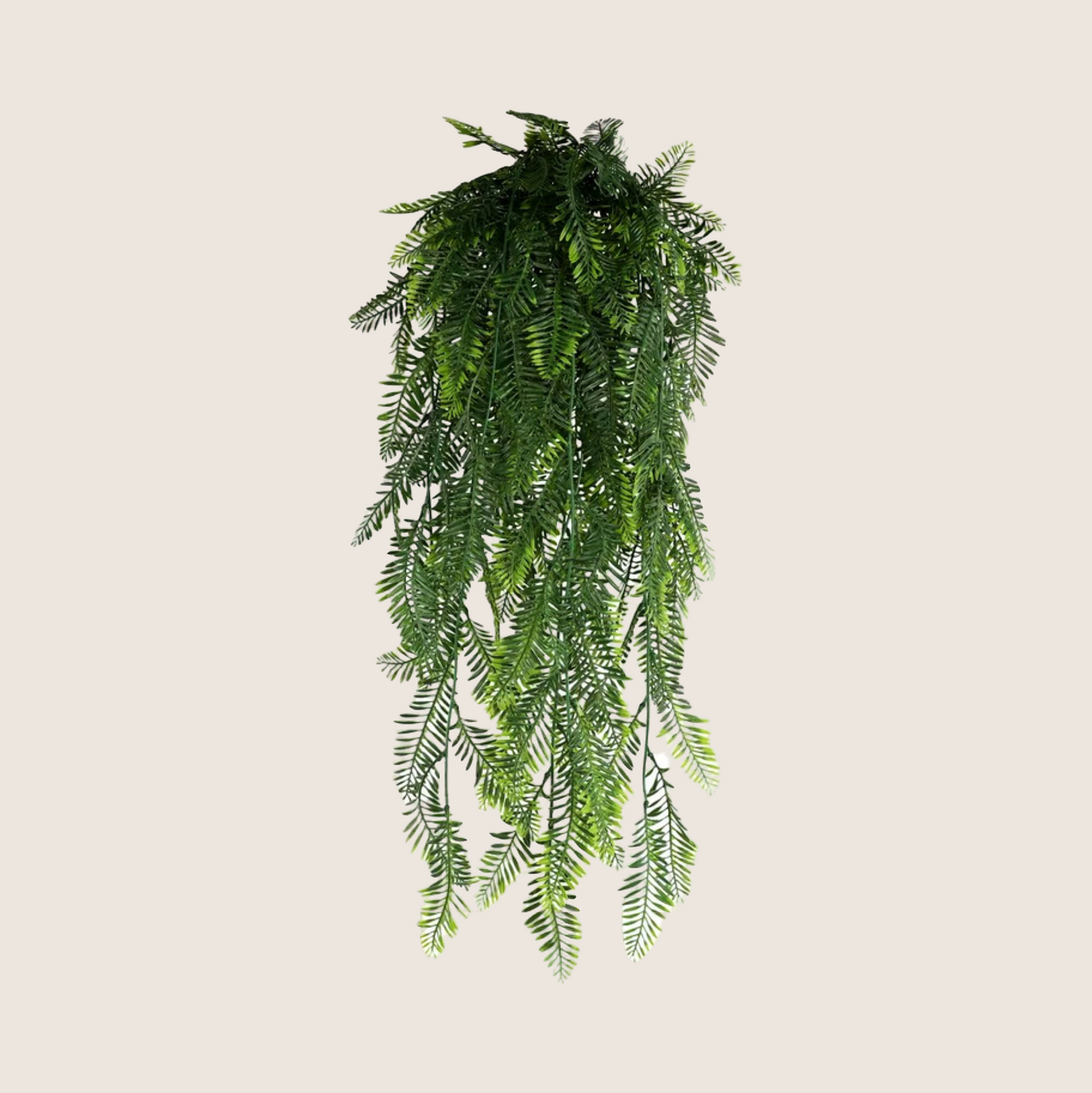 HANGING PLANTS