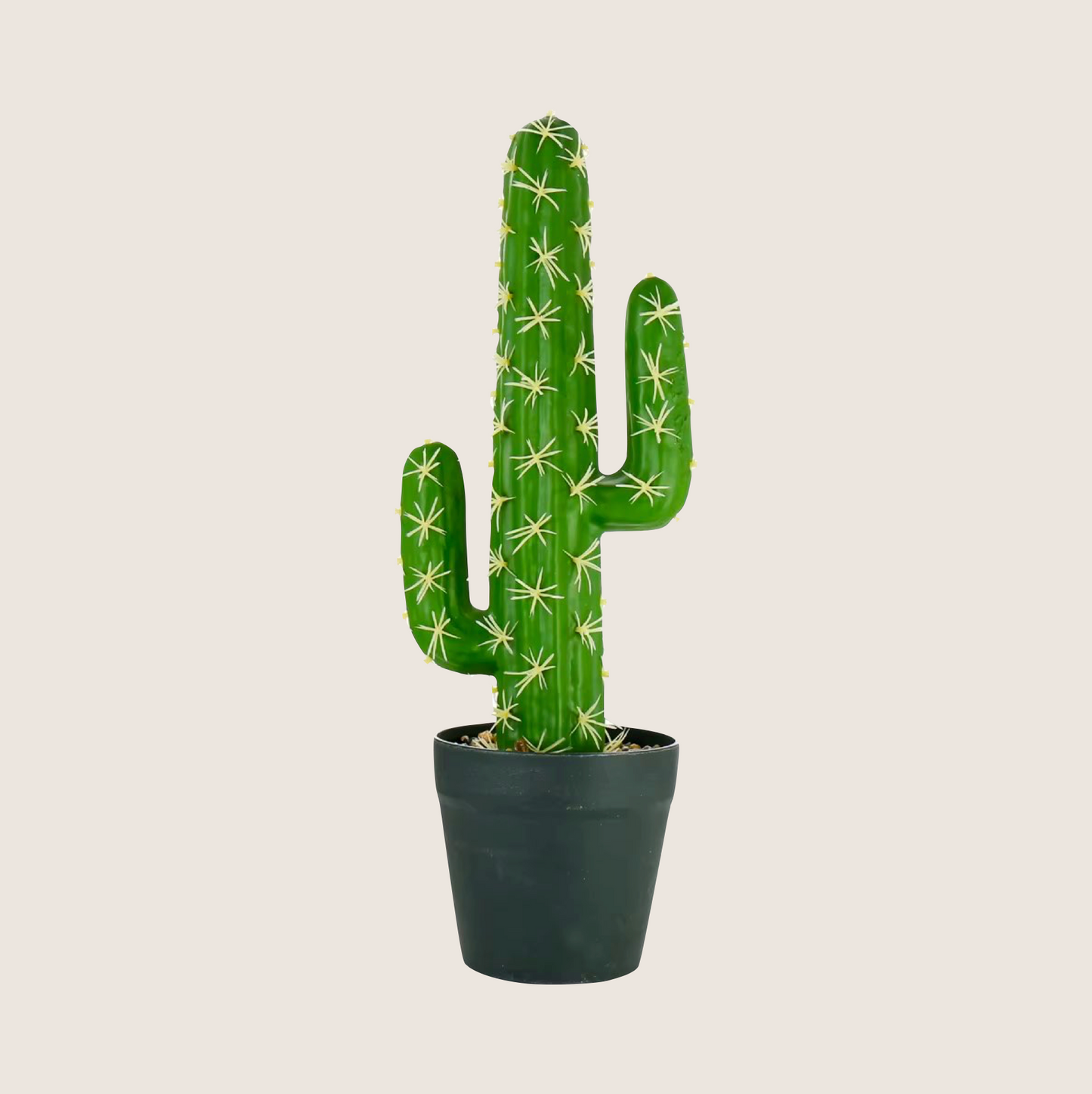 CACTUS PLANT