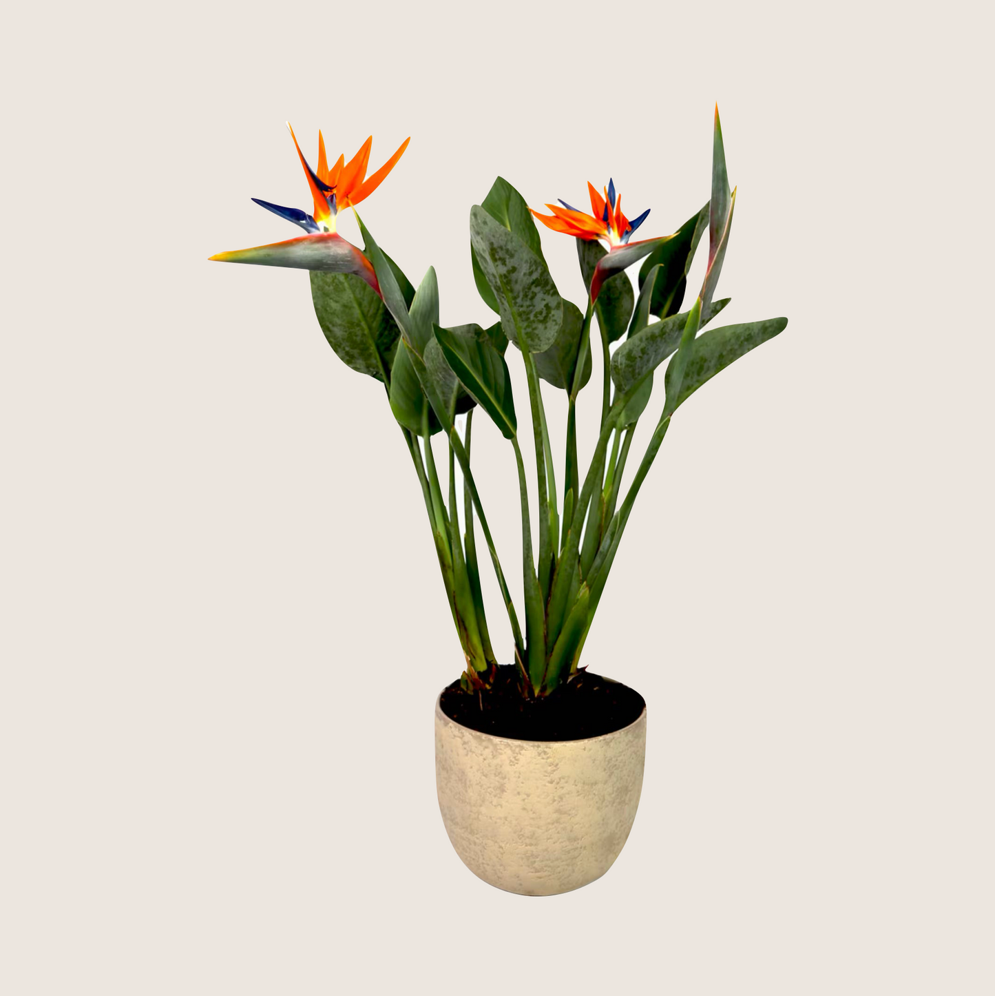 BIRD OF PARADISE PLANT