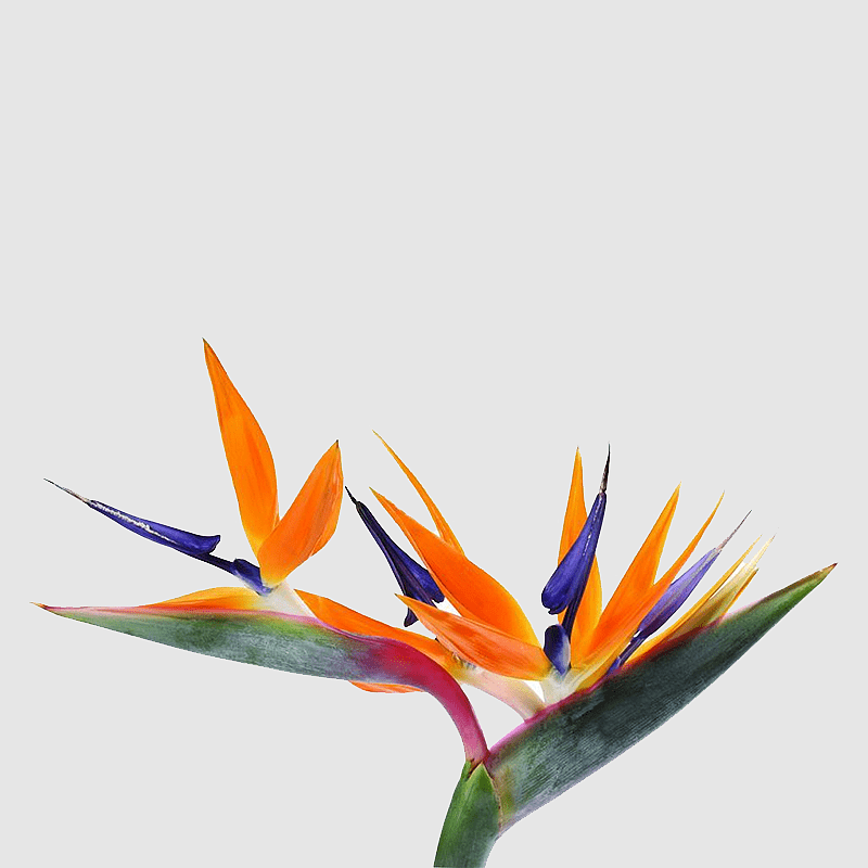 BIRD OF PARADISE PLANT