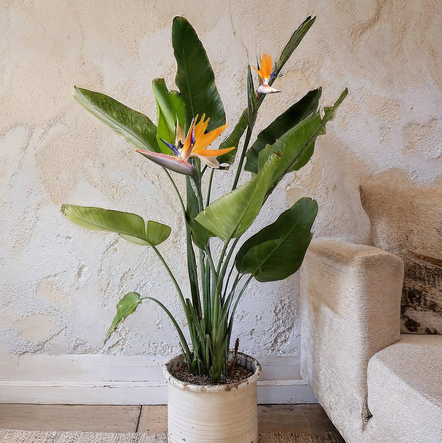 BIRD OF PARADISE PLANT
