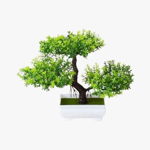 BONSAI TREE PLANTS