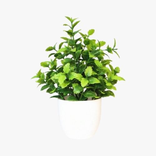 MINI TABLE PLANTS