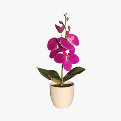 PHALAENOPSIS PLANT