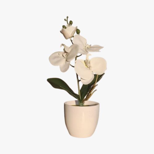 PHALAENOPSIS PLANT