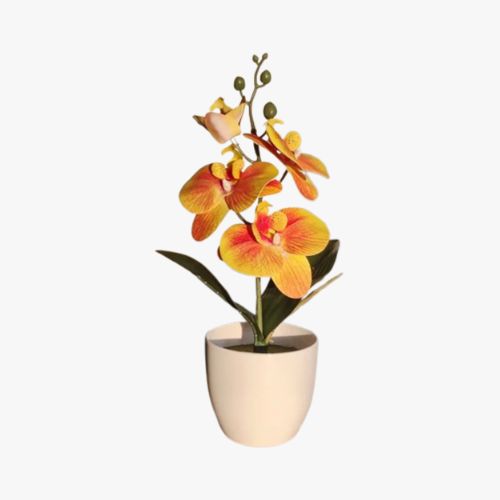 PHALAENOPSIS PLANT