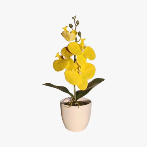 PHALAENOPSIS PLANT