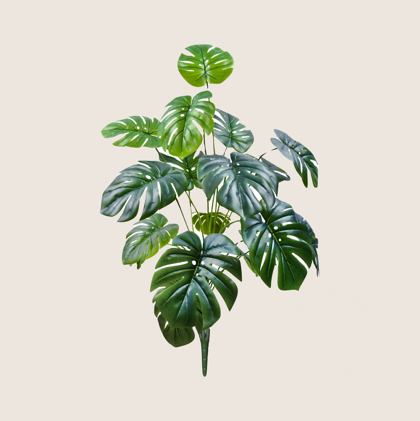 JUNGLE FLOOR PLANTS