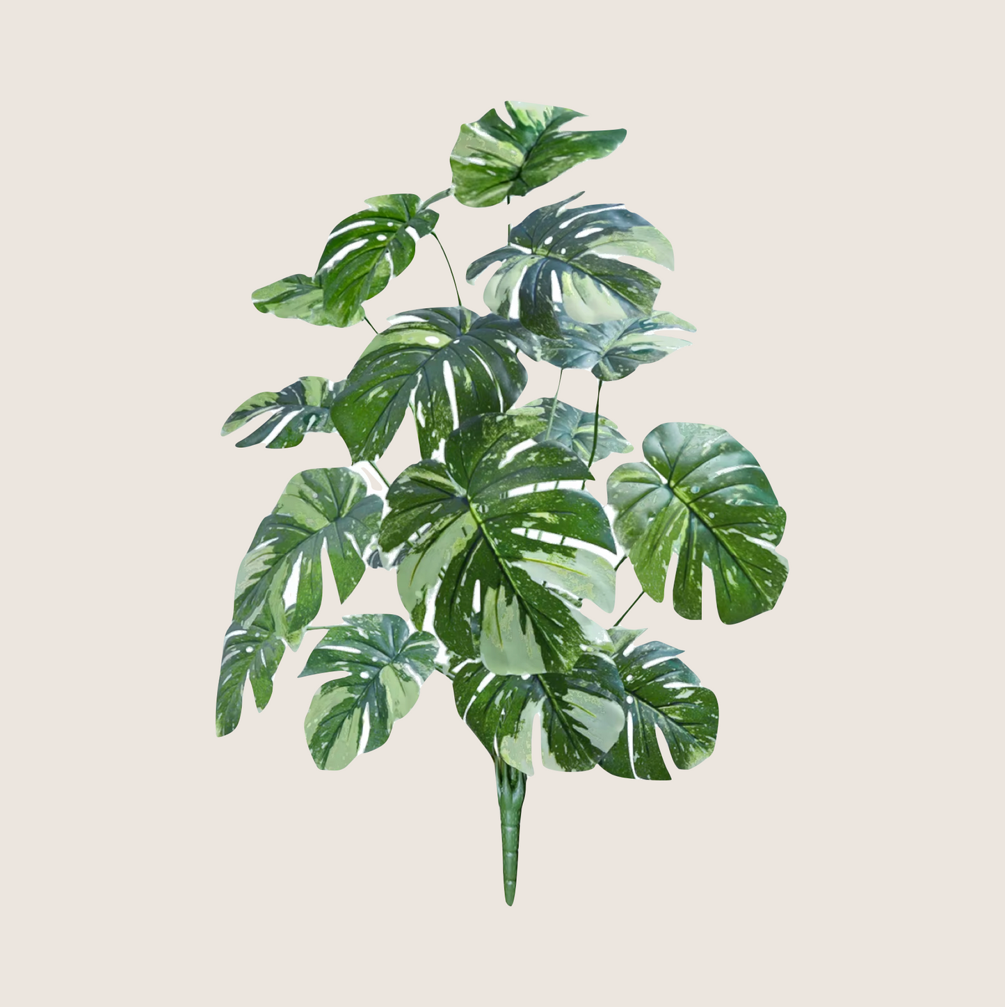 JUNGLE FLOOR PLANTS