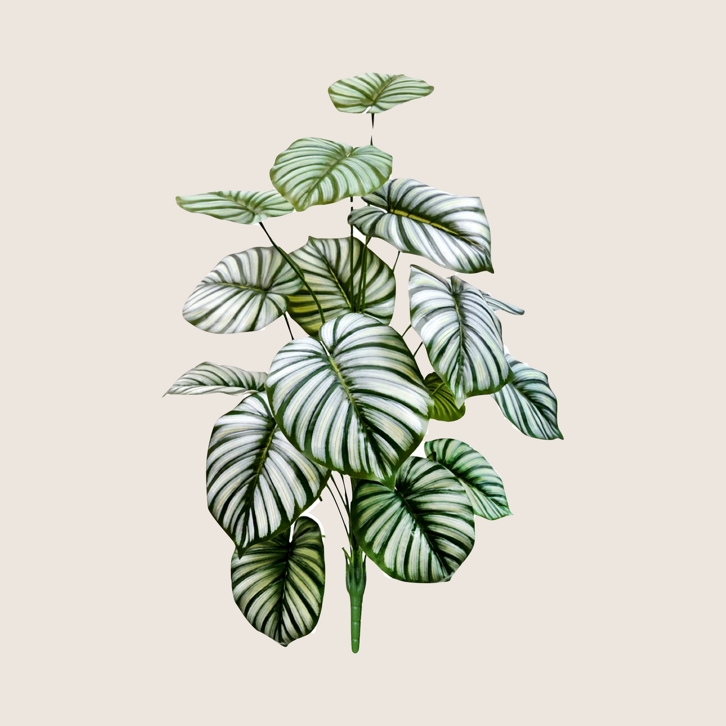 JUNGLE FLOOR PLANTS