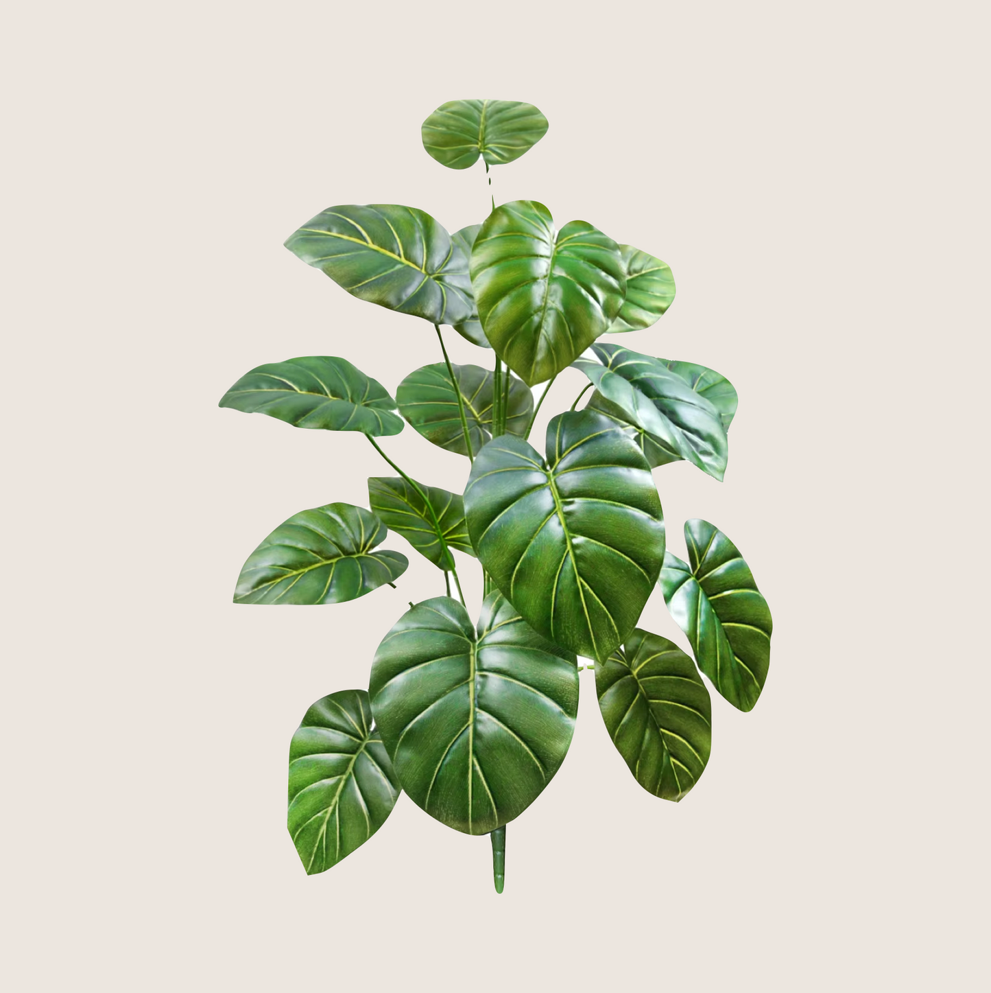 JUNGLE FLOOR PLANTS