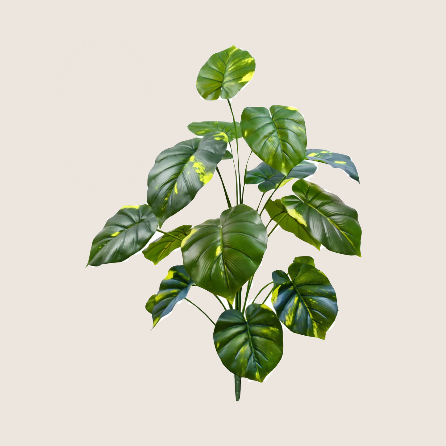 JUNGLE FLOOR PLANTS