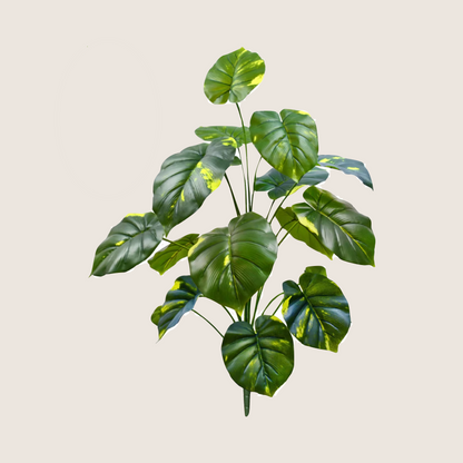 JUNGLE FLOOR PLANTS