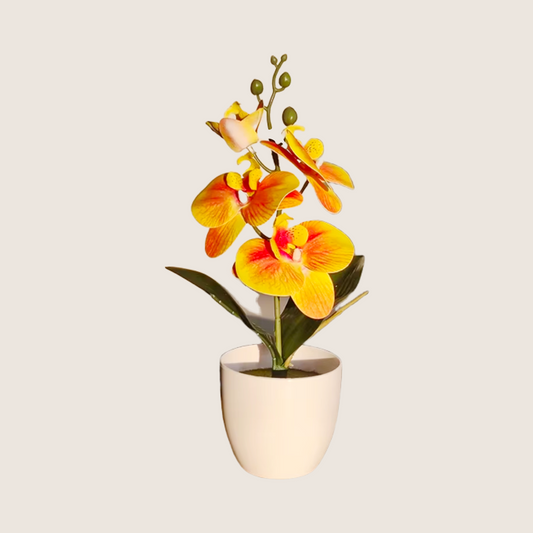 PHALAENOPSIS PLANT