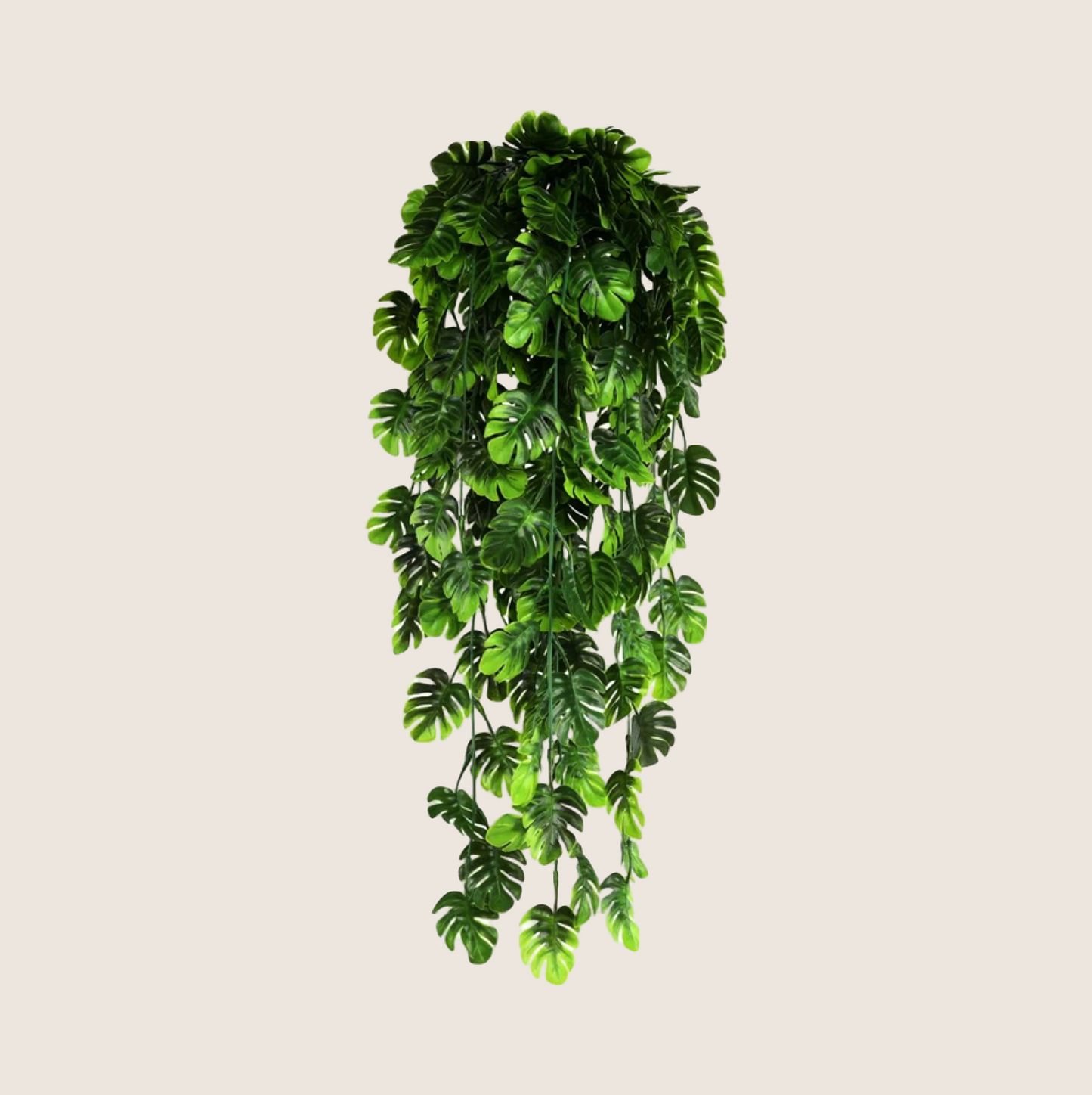 HANGING PLANTS