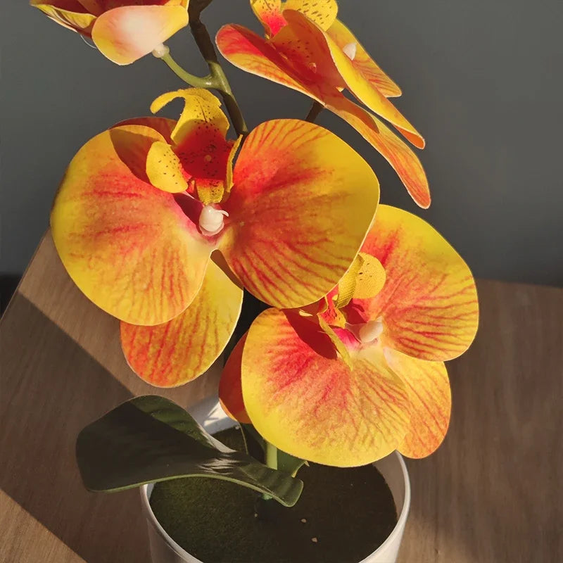 PHALAENOPSIS PLANT