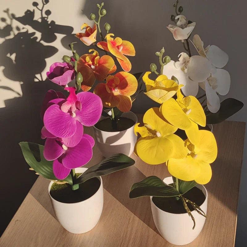 PHALAENOPSIS PLANT